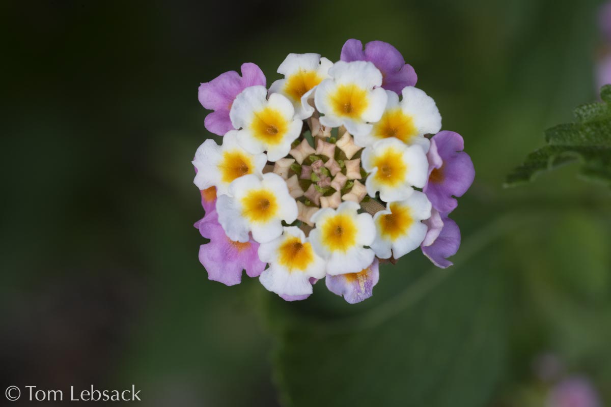D81_6660%20Small