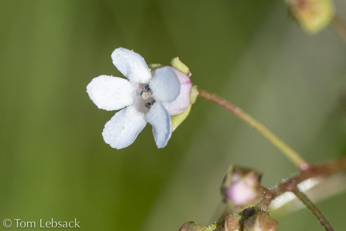 D81_6660%20Small